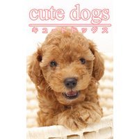 cute dogs01 トイプードル