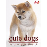 cute dogs09 柴犬