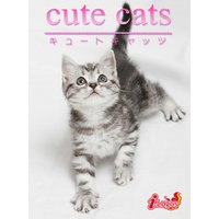 cute cats03 アメリカンショートヘア