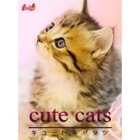cute cats05 マンチカン