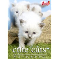 cute cats10 バーマン