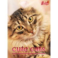 cute cats11 アメリカンカール