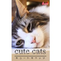 cute cats13 メインクーン