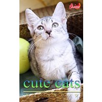cute cats14 エジプシャンマウ