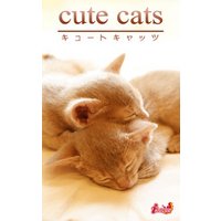 cute cats15 アビシニアン