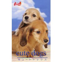 cute dogs29 ダックスフンド