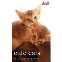 cute cats16 アビシニアン