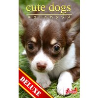 cute dogs DELUXE03 チワワ
