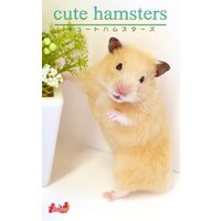 cute hamsters03 キンクマハムスター