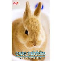 cute rabbits01 ミニウサギ